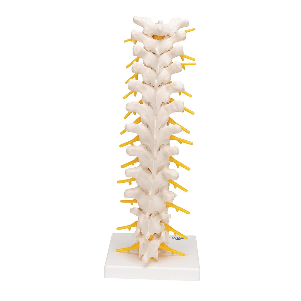 Thoracic Spine Model