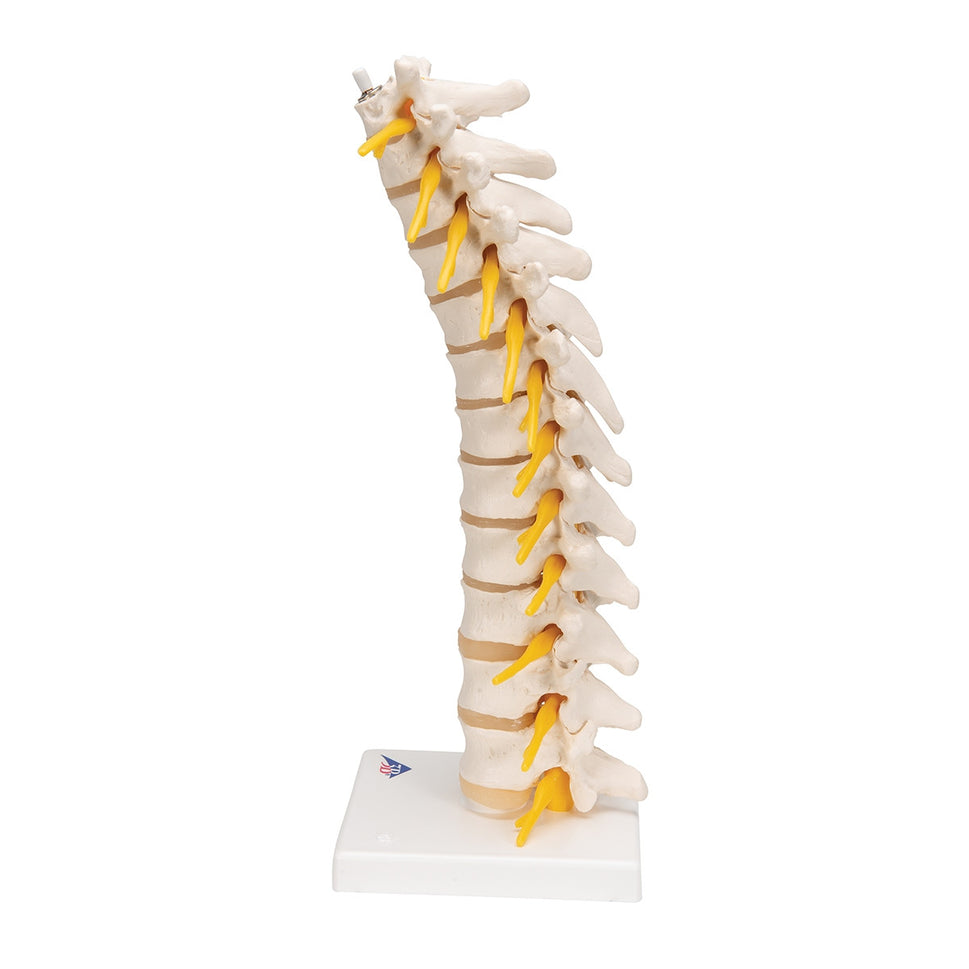 Thoracic Spine Model