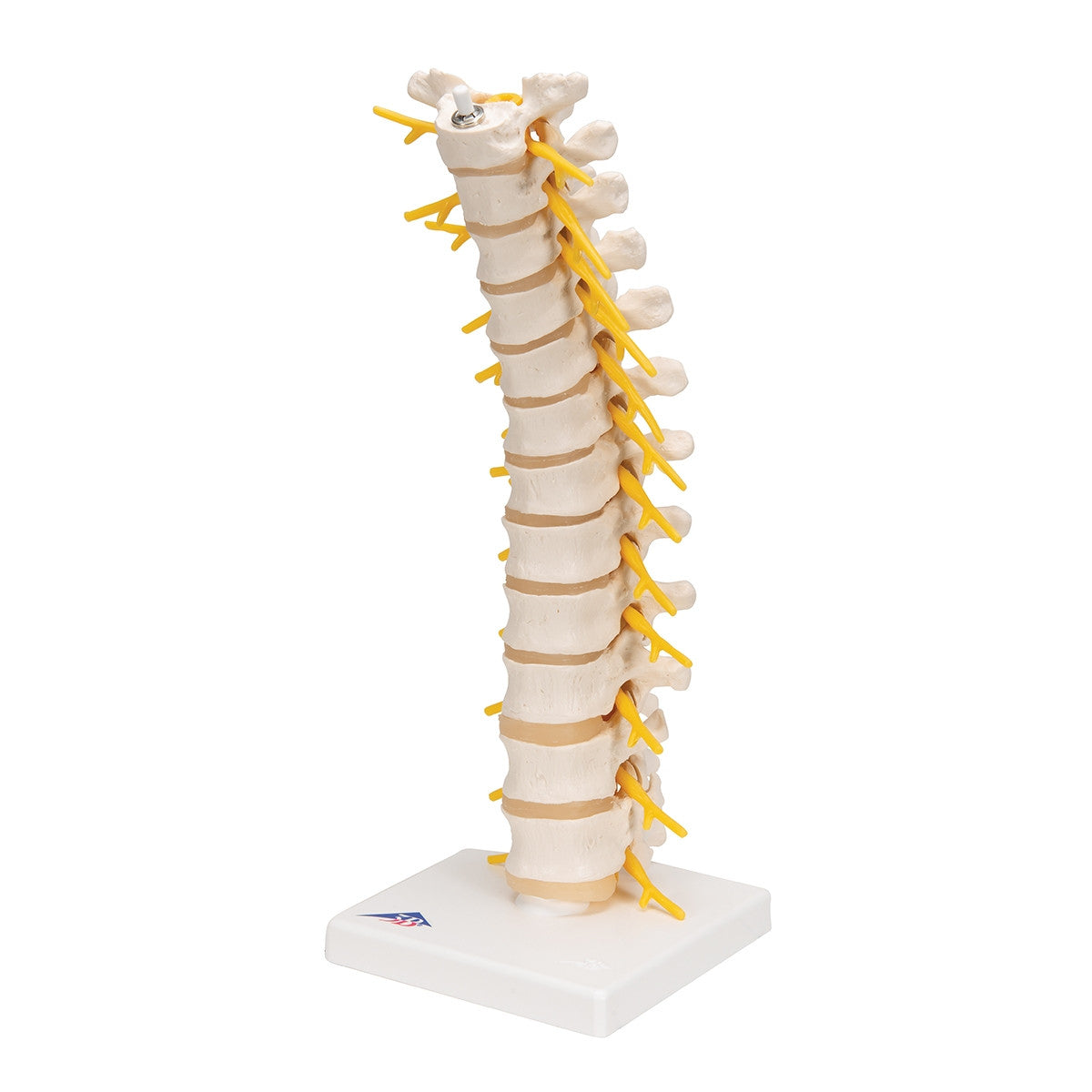 Thoracic Spine Model