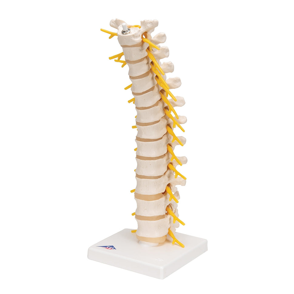 Thoracic Spine Model