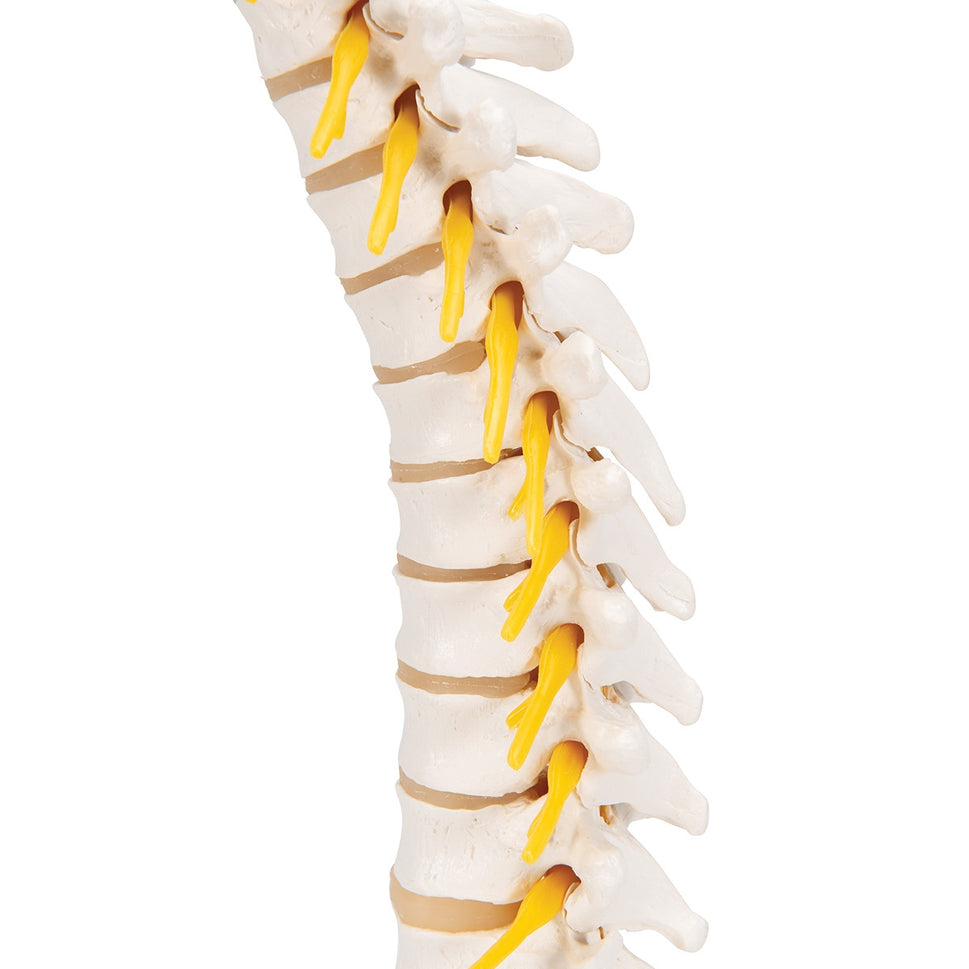 Thoracic Spine Model