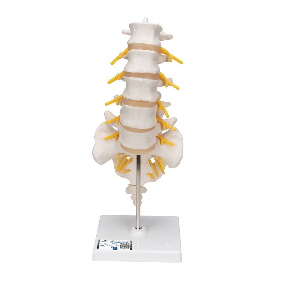 Lumbar Spine Model