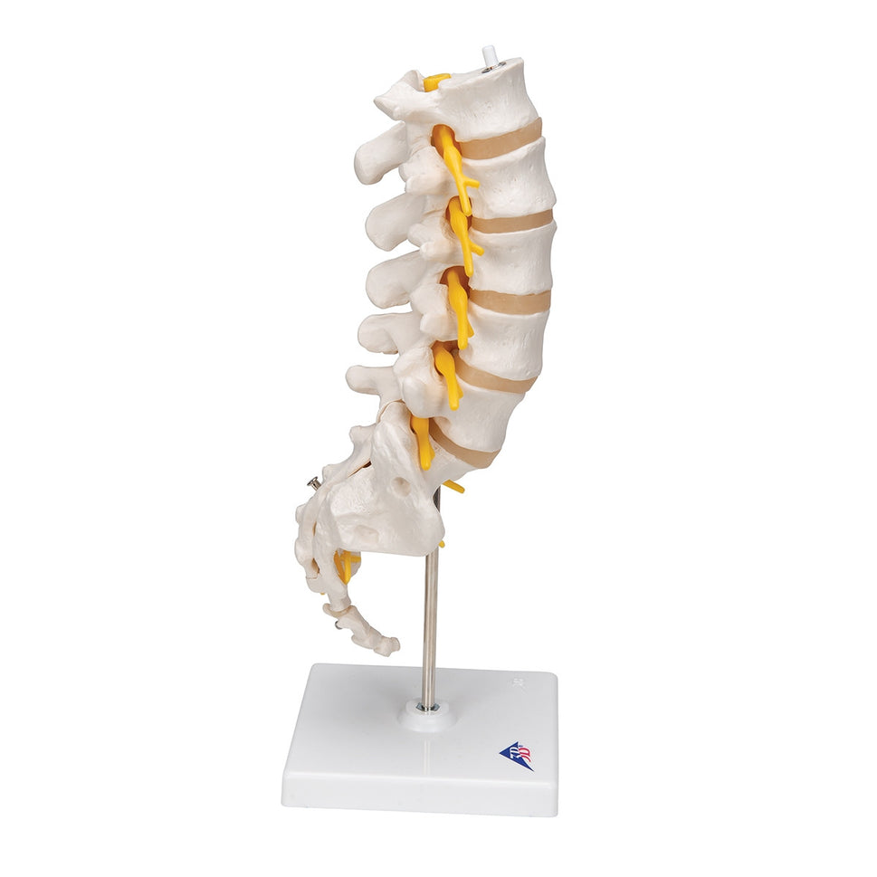 Lumbar Spine Model