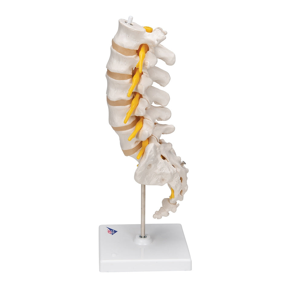 Lumbar Spine Model