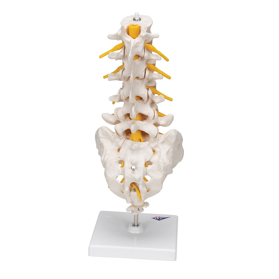 Lumbar Spine Model