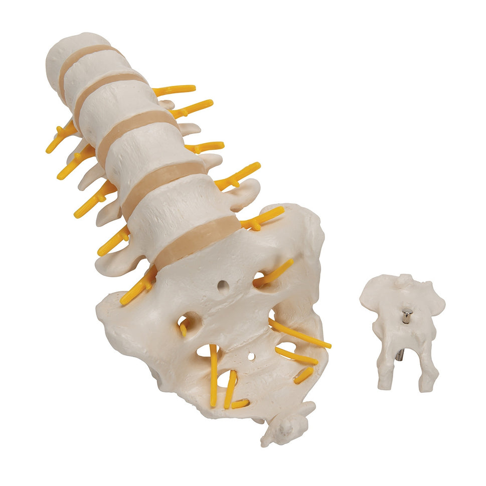 Lumbar Spine Model