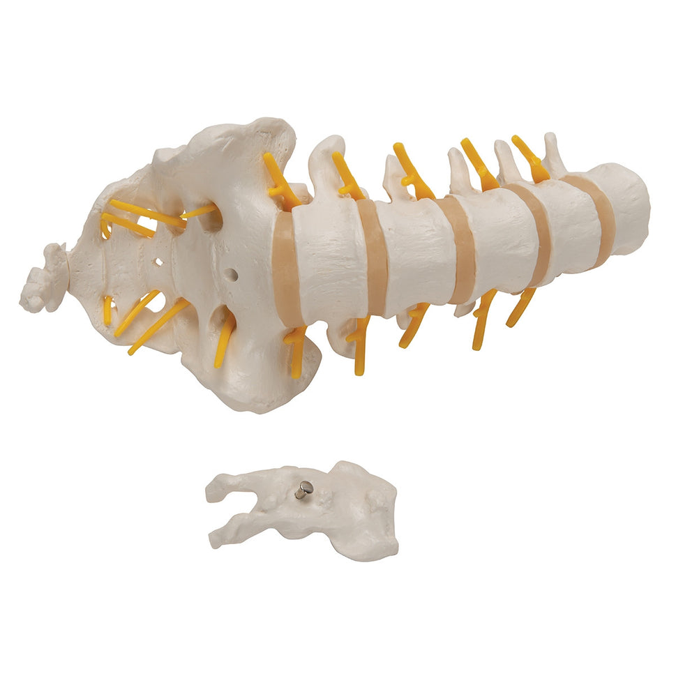 Lumbar Spine Model