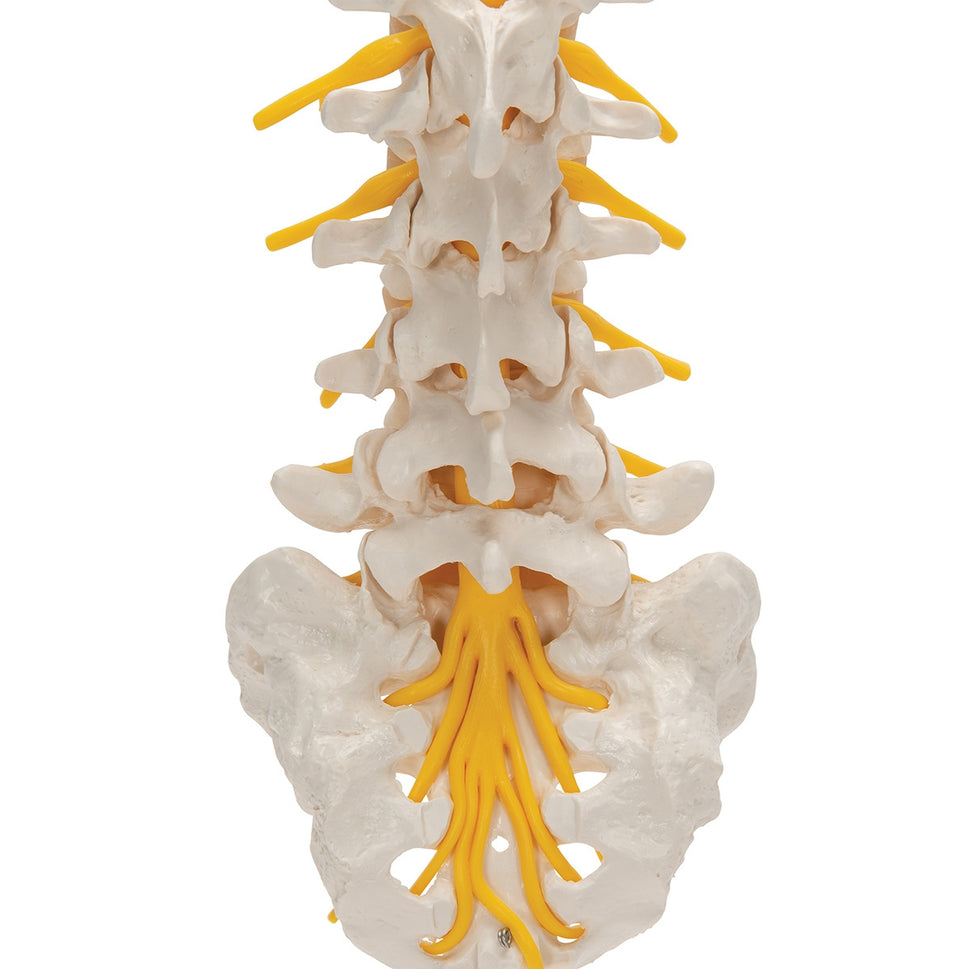 Lumbar Spine Model