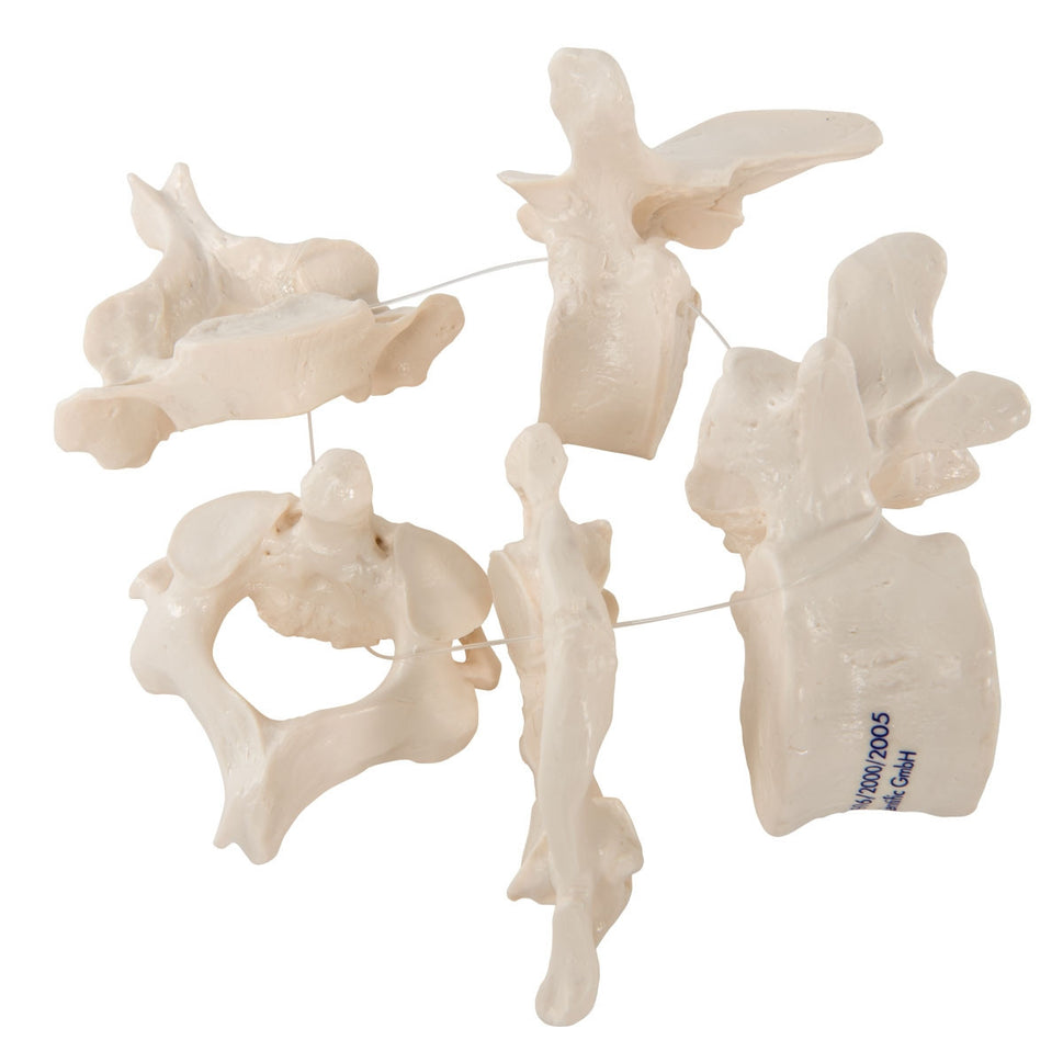 Vertebrae Bone Set (5 part)