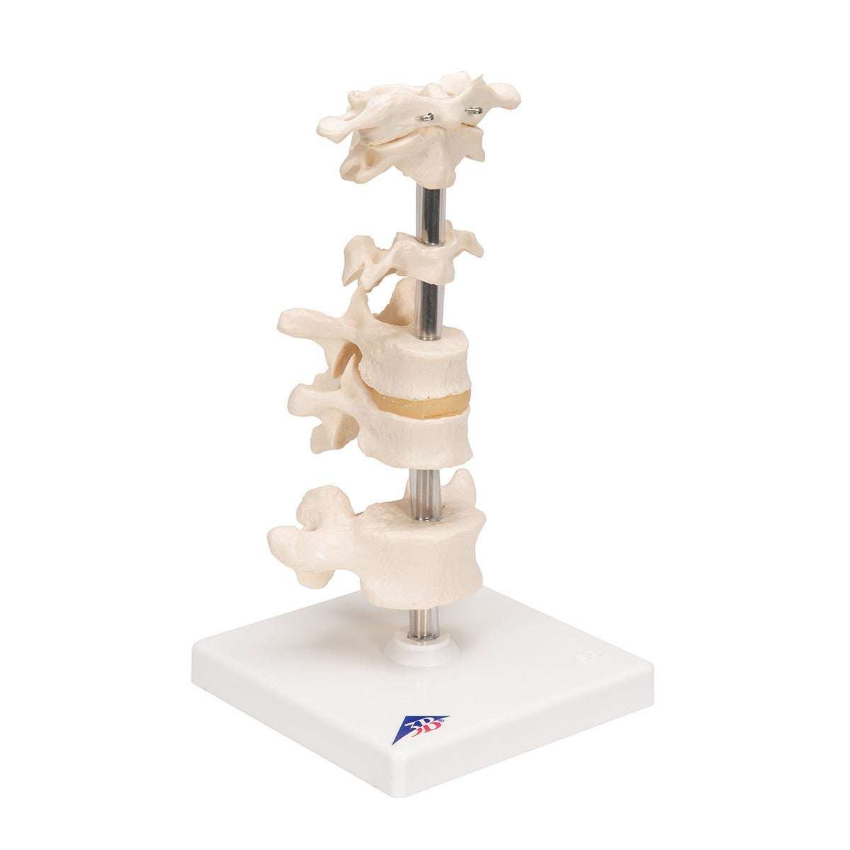 Mounted Vertebrae Model (6 part)