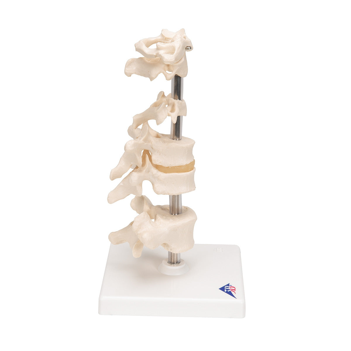 Mounted Vertebrae Model (6 part)