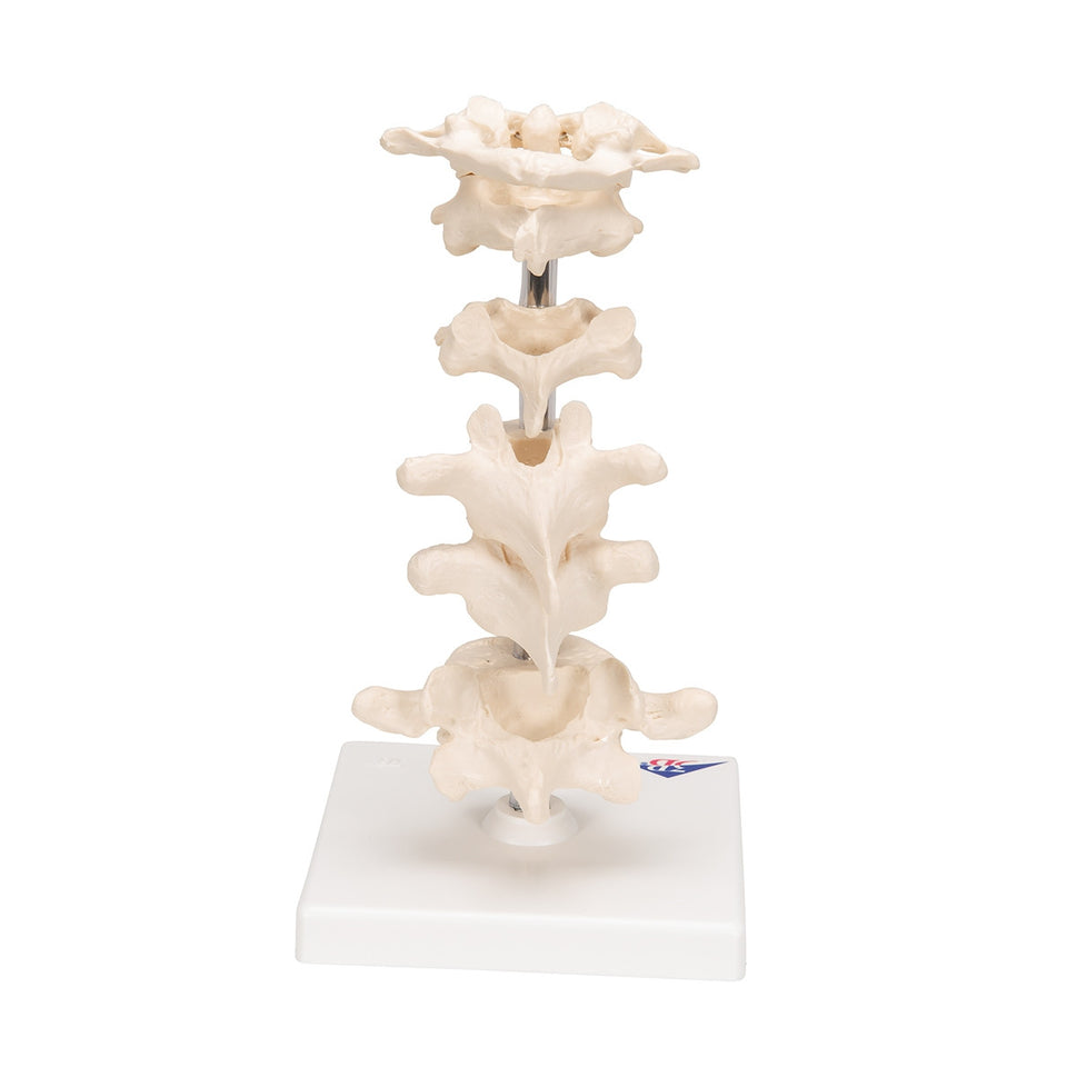 Mounted Vertebrae Model (6 part)