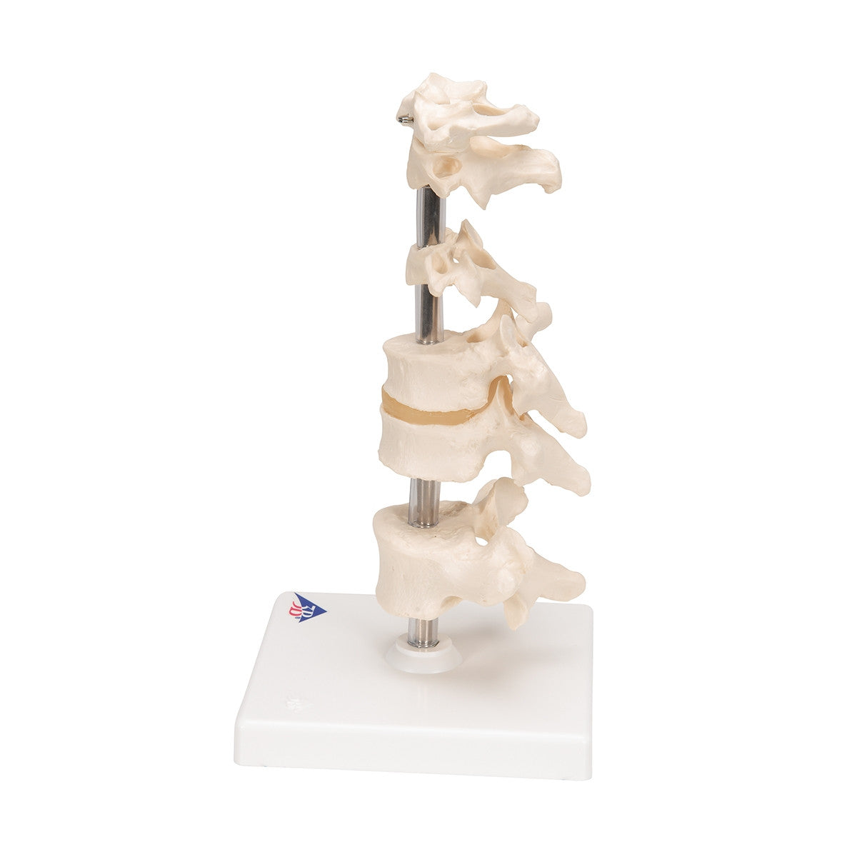 Mounted Vertebrae Model (6 part)