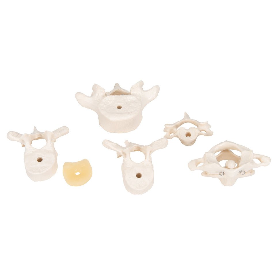 Mounted Vertebrae Model (6 part)