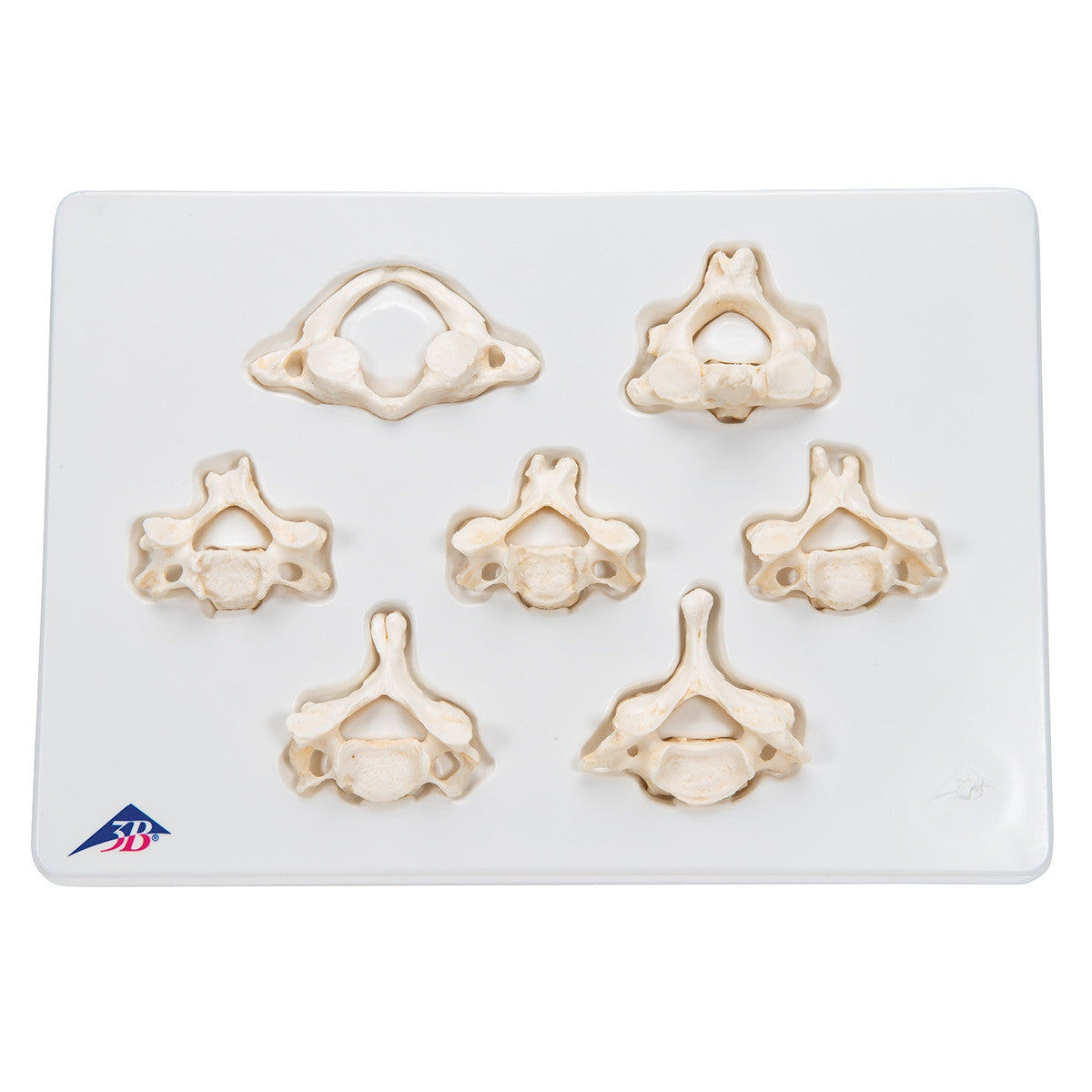 BONElike Cervical Vertebrae Model Set (7 part)