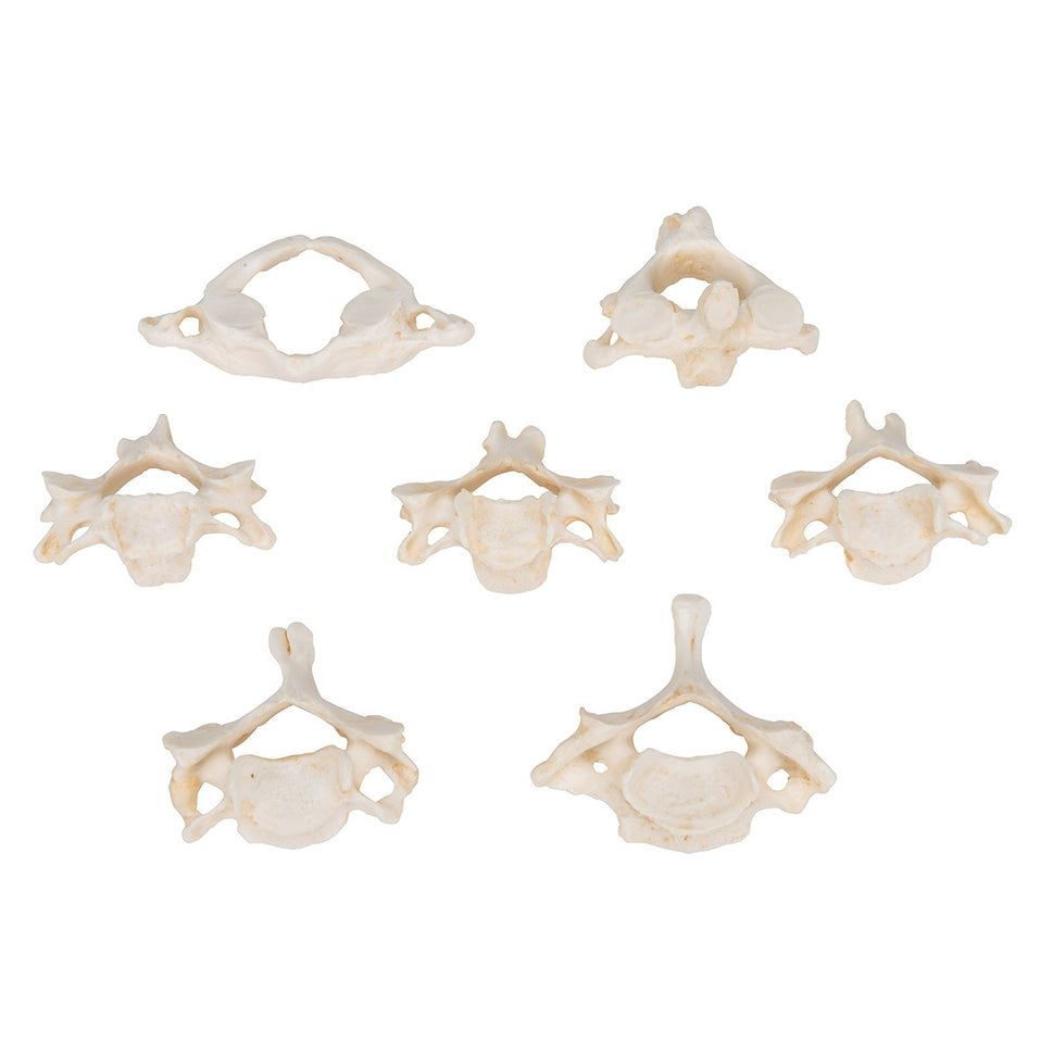 BONElike Cervical Vertebrae Model Set (7 part)