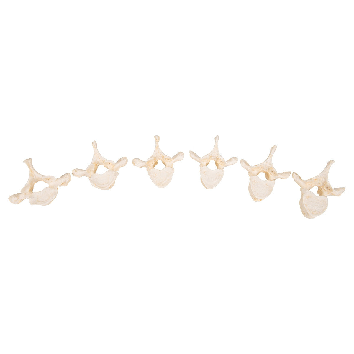 Set of 24 BONElike Vertebrae Models