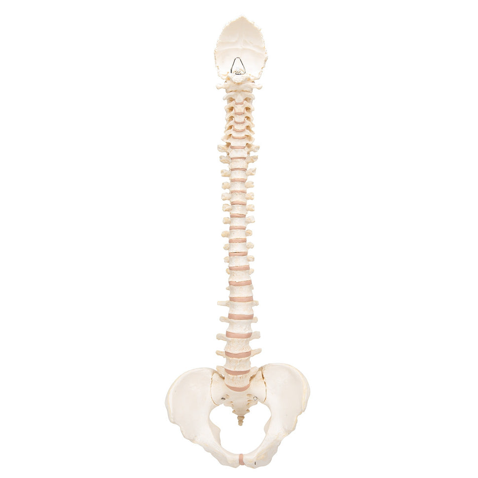 BONElike Vertebral Column Model