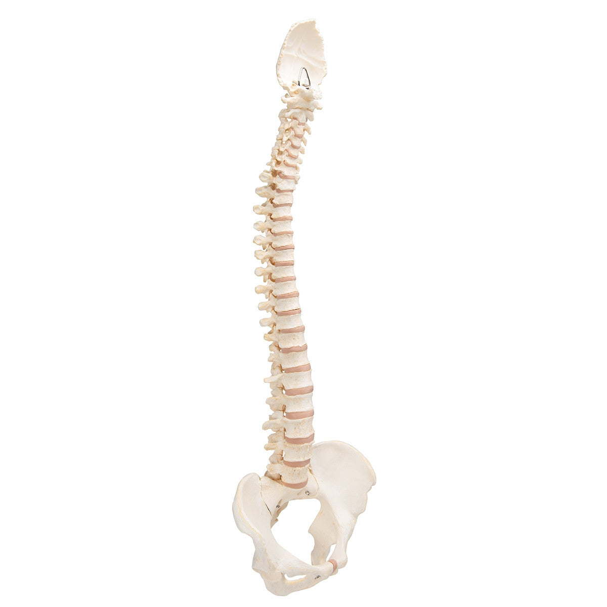 BONElike Vertebral Column Model