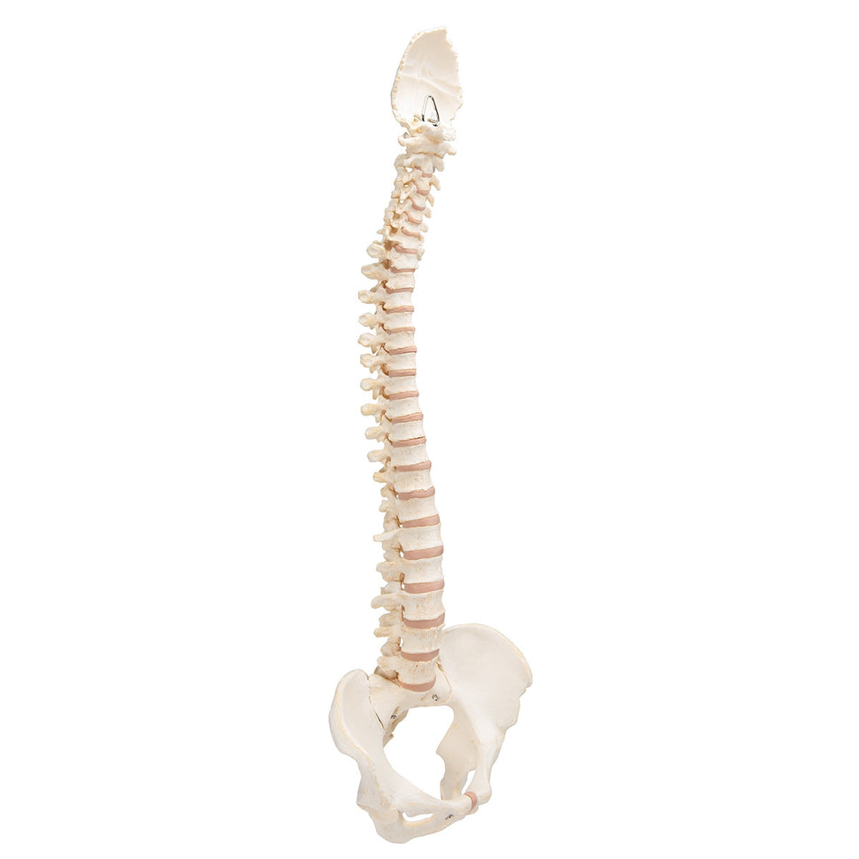 BONElike Vertebral Column Model