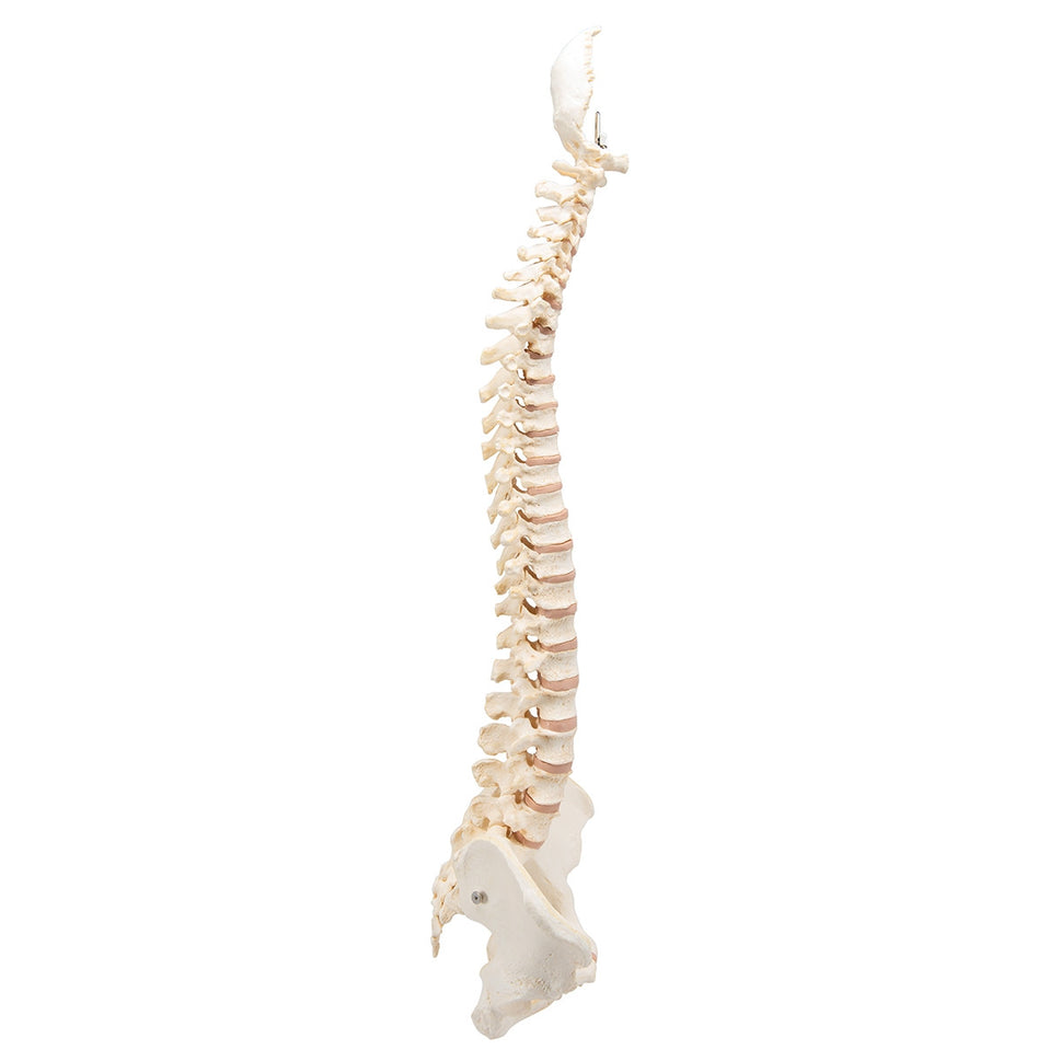 BONElike Vertebral Column Model