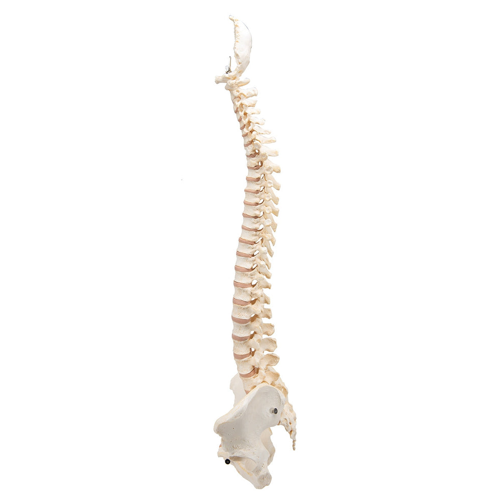 BONElike Vertebral Column Model