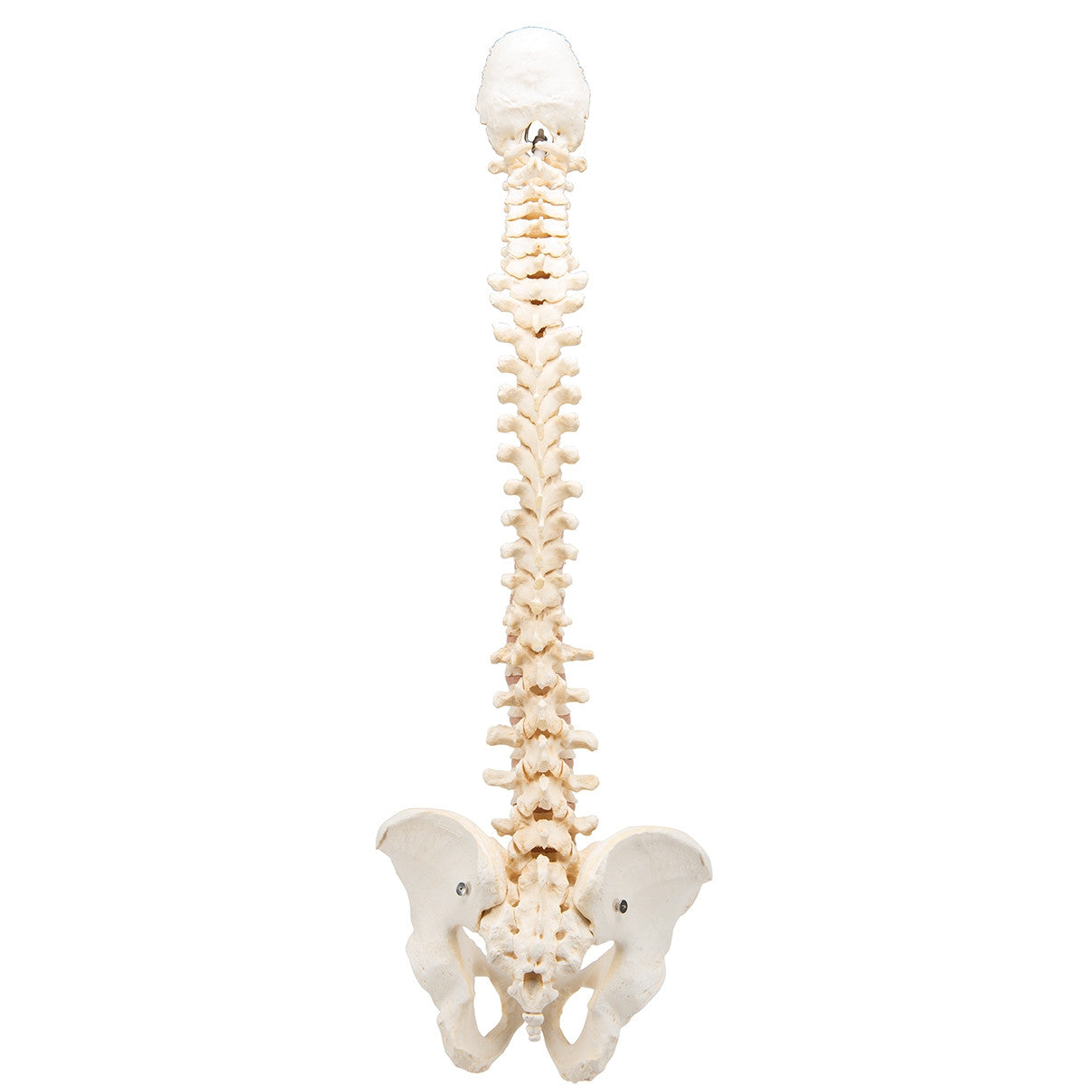 BONElike Vertebral Column Model