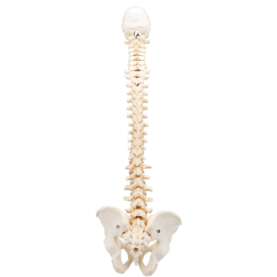 BONElike Vertebral Column Model