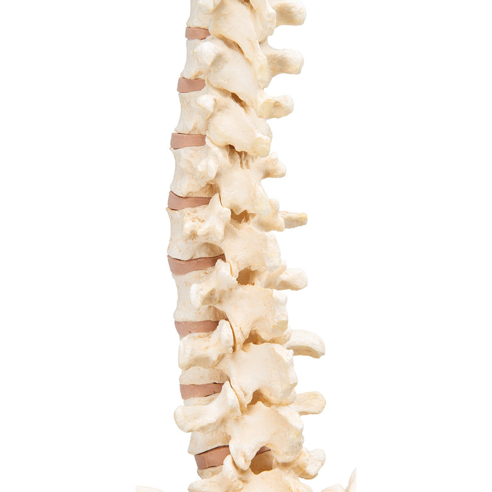 BONElike Vertebral Column Model