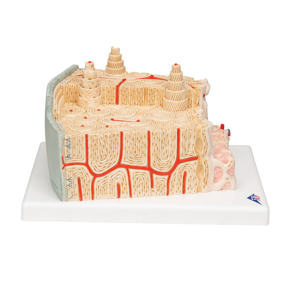 MICROanatomy Bone Structure Model (X80 enlargement)