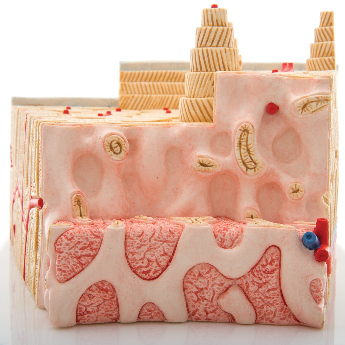 MICROanatomy Bone Structure Model (X80 enlargement)