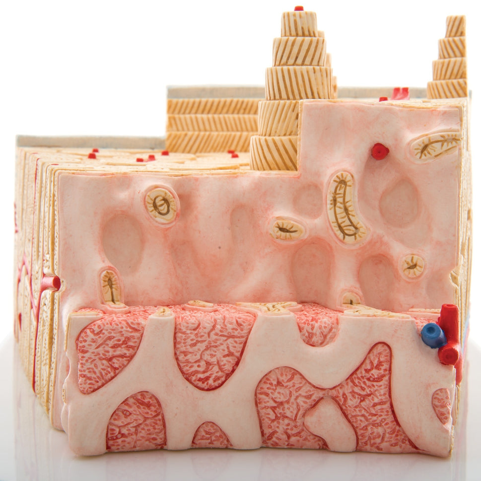 MICROanatomy Bone Structure Model (X80 enlargement)