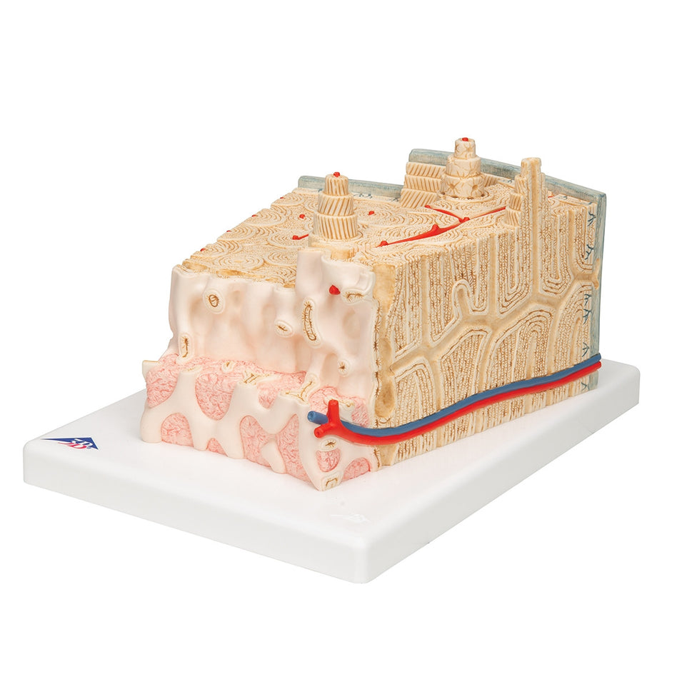 MICROanatomy Bone Structure Model (X80 enlargement)