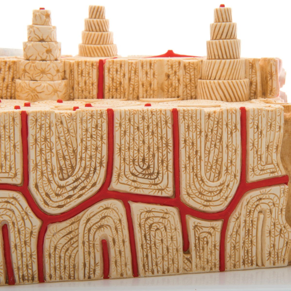 MICROanatomy Bone Structure Model (X80 enlargement)