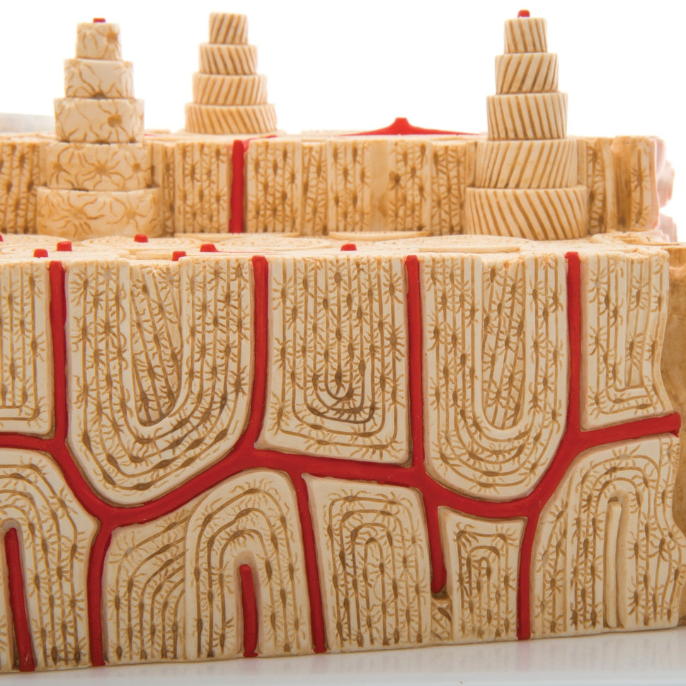 MICROanatomy Bone Structure Model (X80 enlargement)