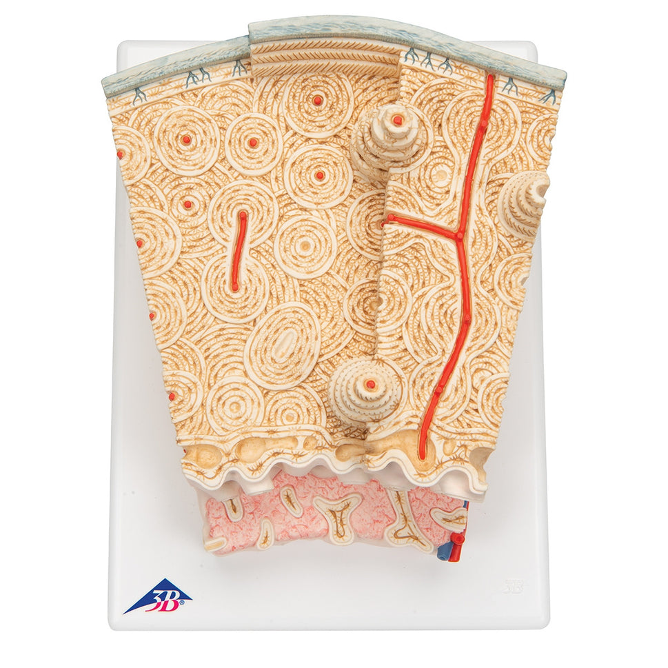 MICROanatomy Bone Structure Model (X80 enlargement)