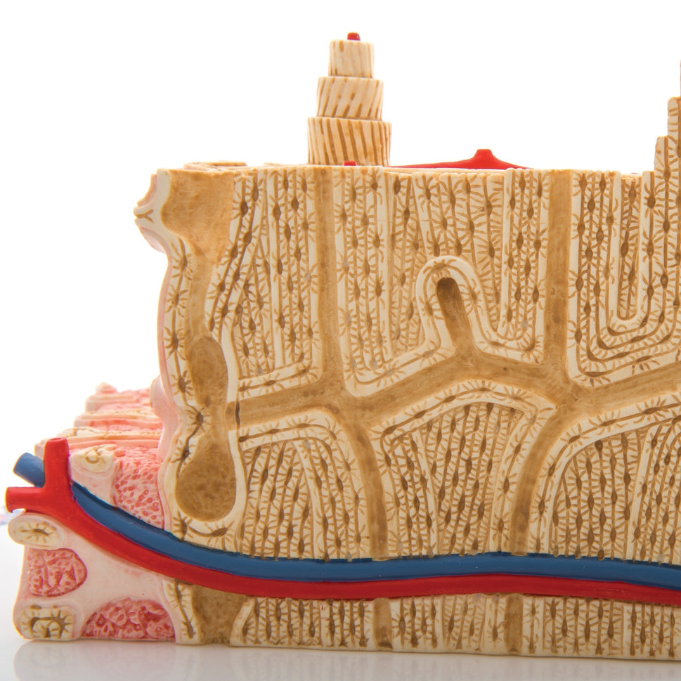 MICROanatomy Bone Structure Model (X80 enlargement)