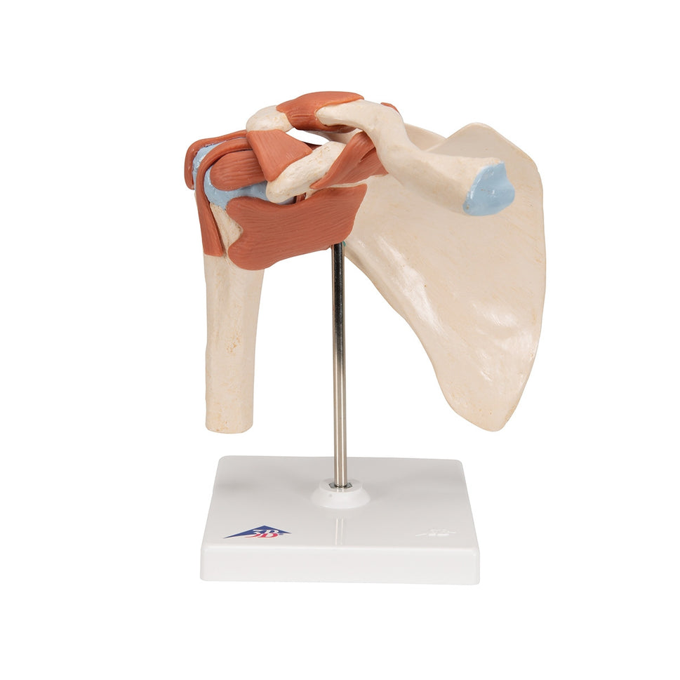 Deluxe Functional Shoulder Joint Model