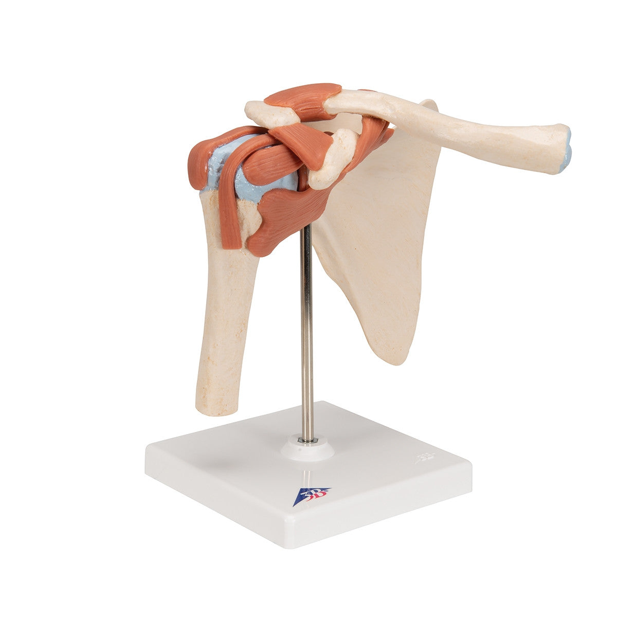 Deluxe Functional Shoulder Joint Model