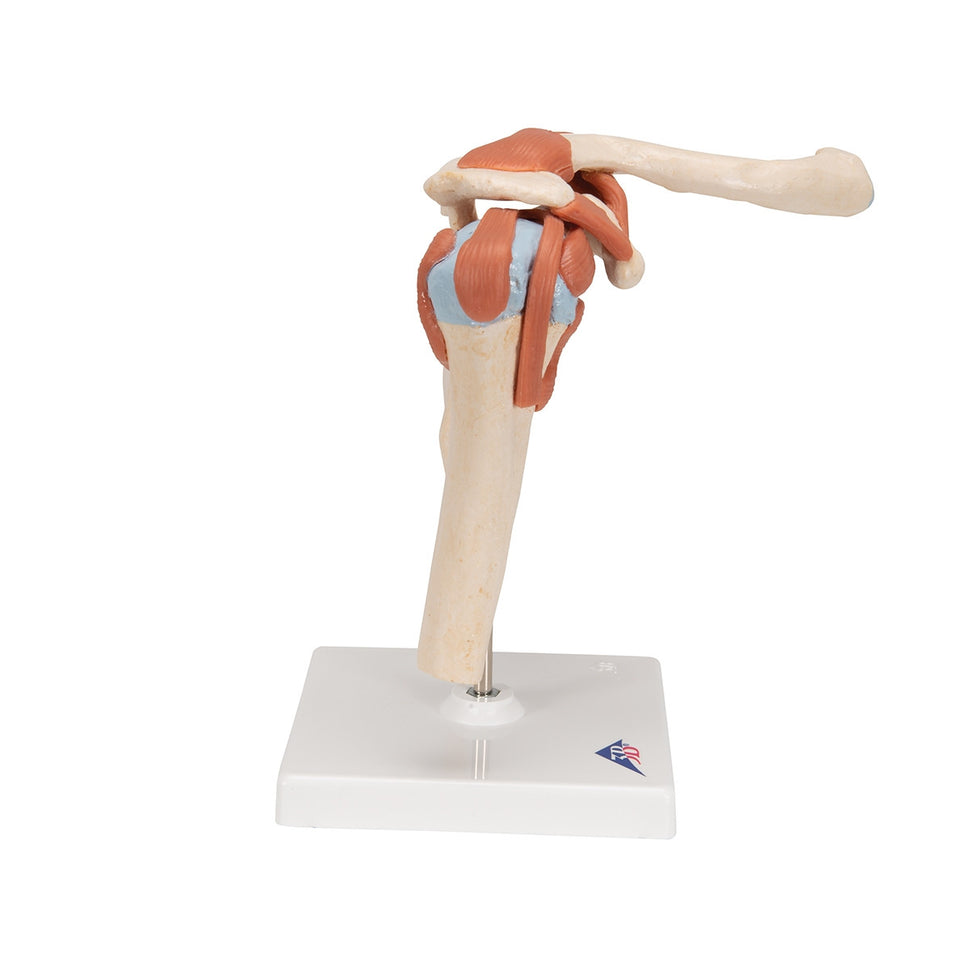 Deluxe Functional Shoulder Joint Model