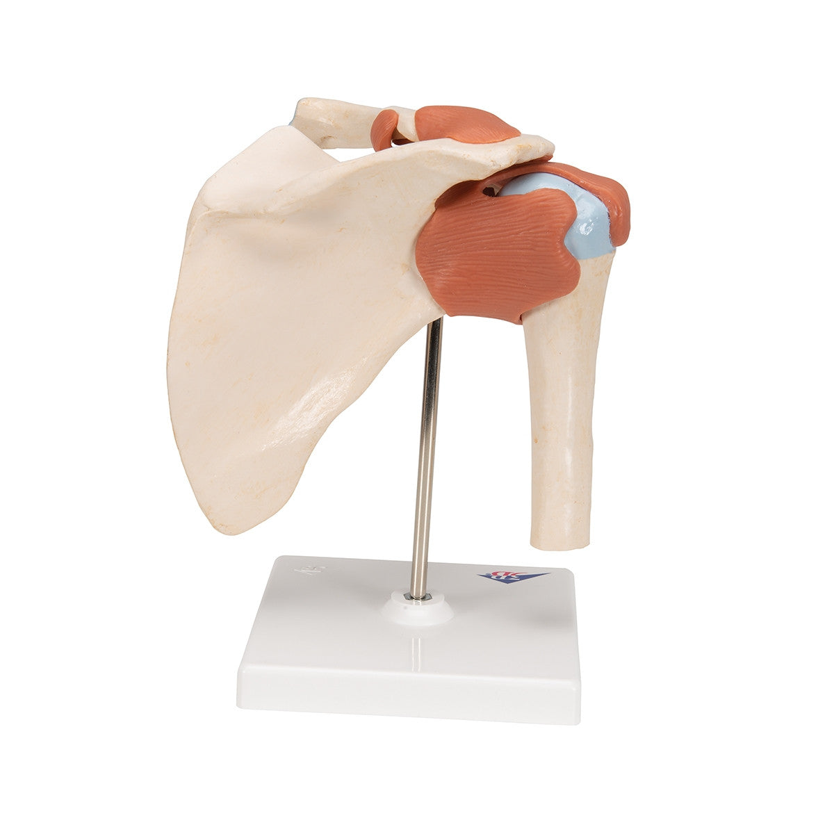 Deluxe Functional Shoulder Joint Model