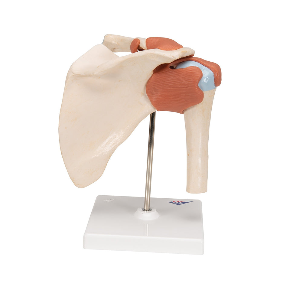 Deluxe Functional Shoulder Joint Model