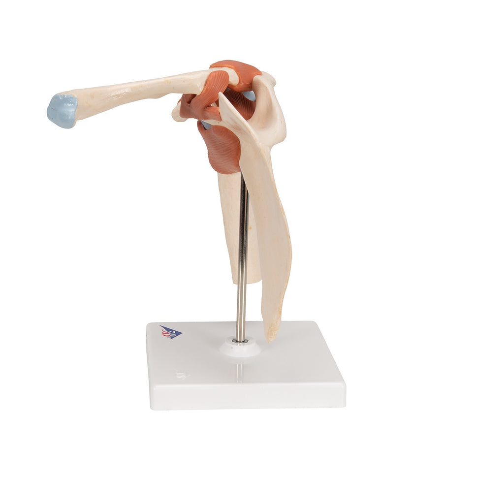 Deluxe Functional Shoulder Joint Model