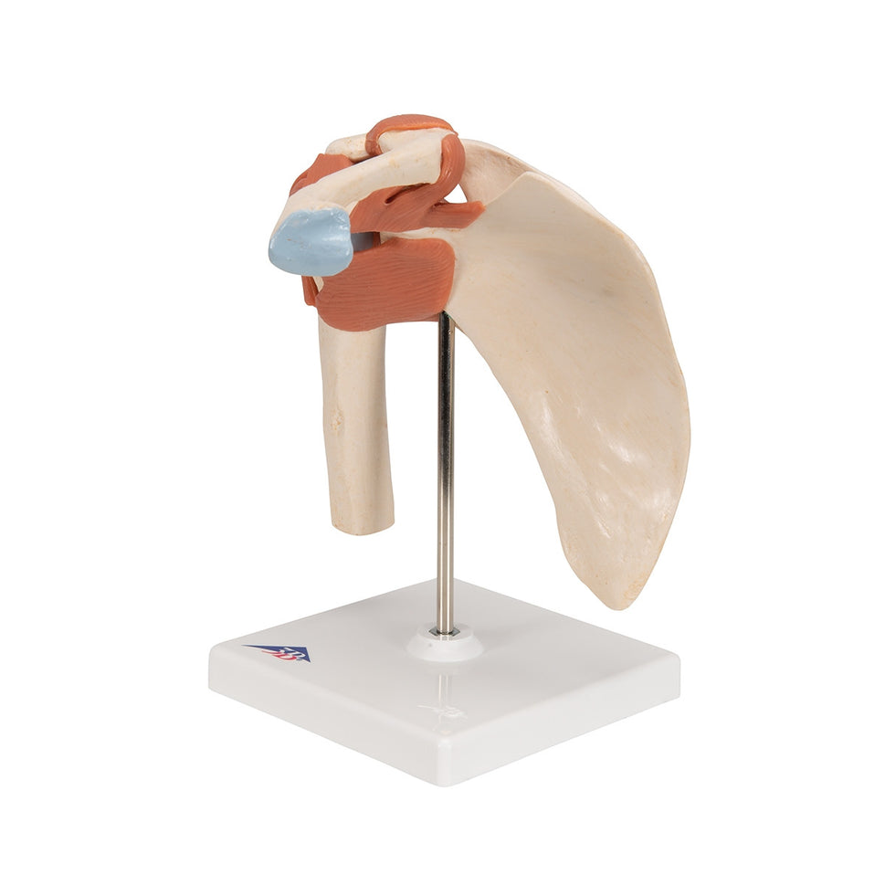 Deluxe Functional Shoulder Joint Model