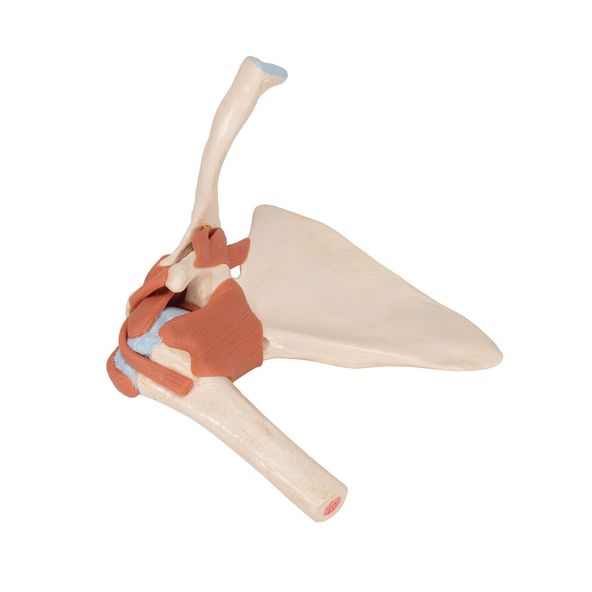Deluxe Functional Shoulder Joint Model