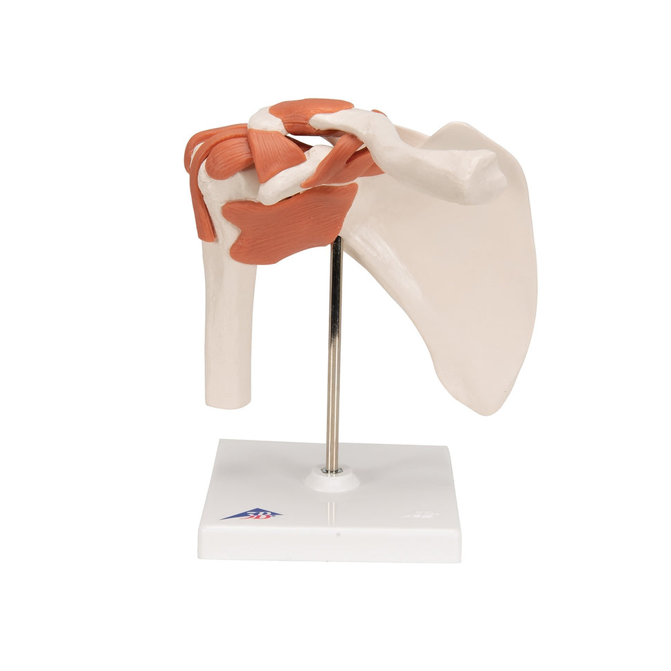 Flexible Anatomical Shoulder Model