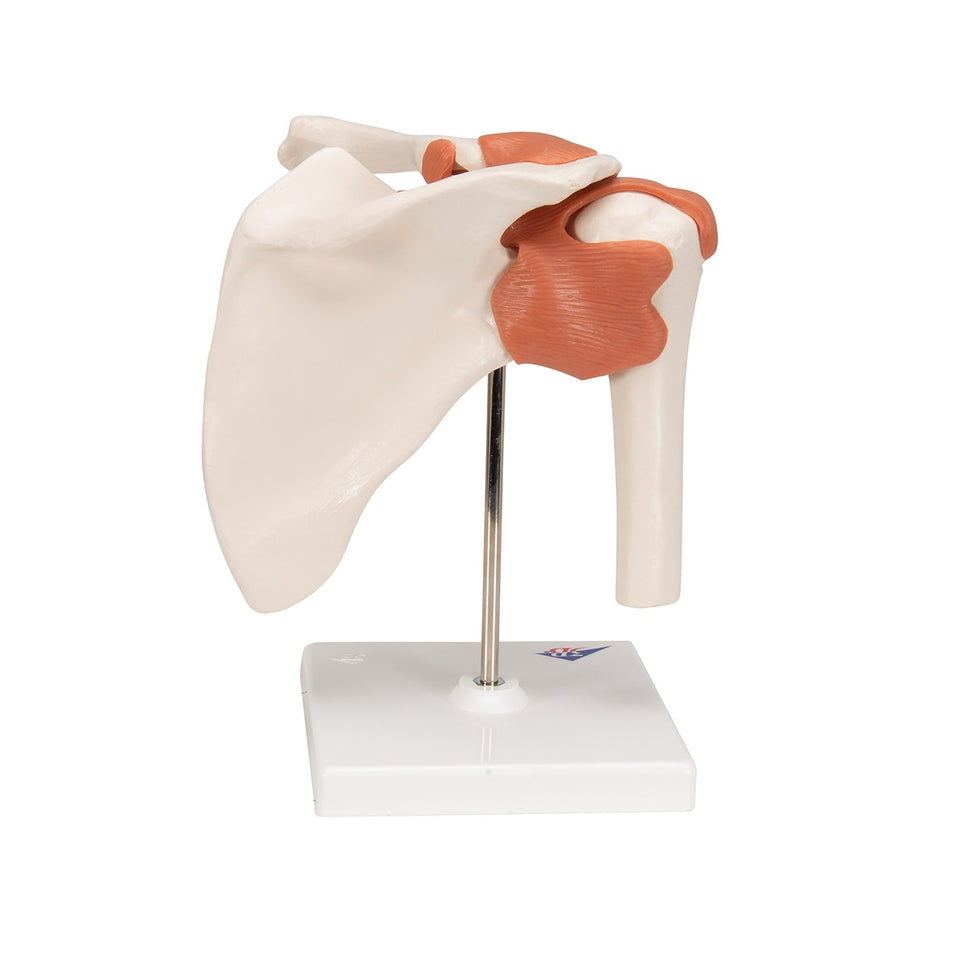 Flexible Anatomical Shoulder Model