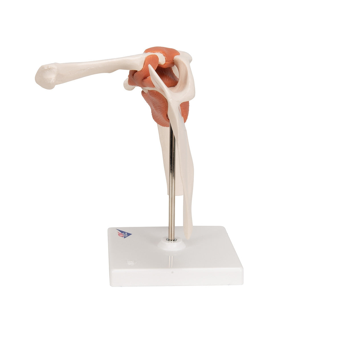 Flexible Anatomical Shoulder Model