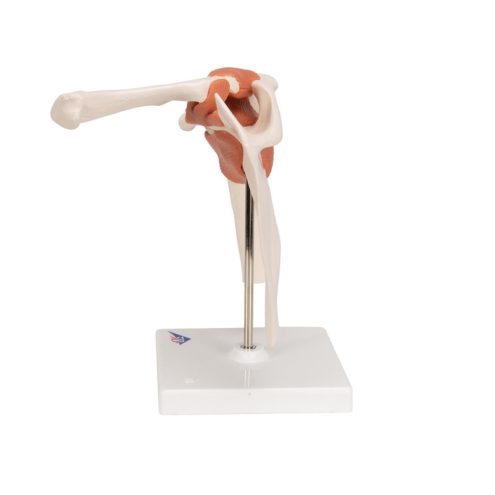 Flexible Anatomical Shoulder Model