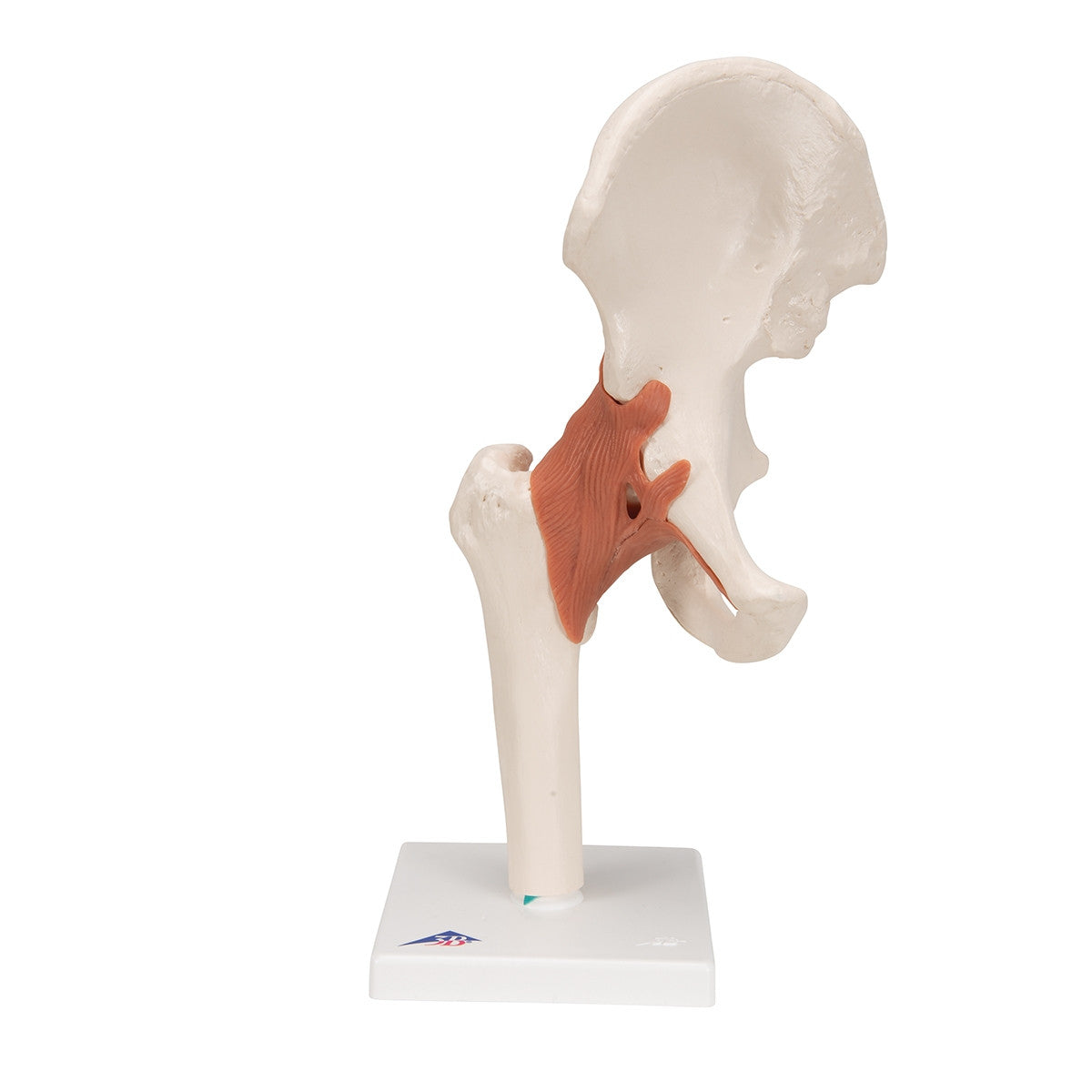 Flexible Anatomical Hip Model